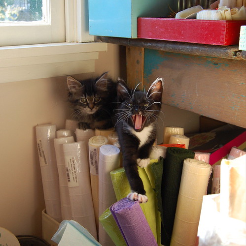 kitties in the craft room