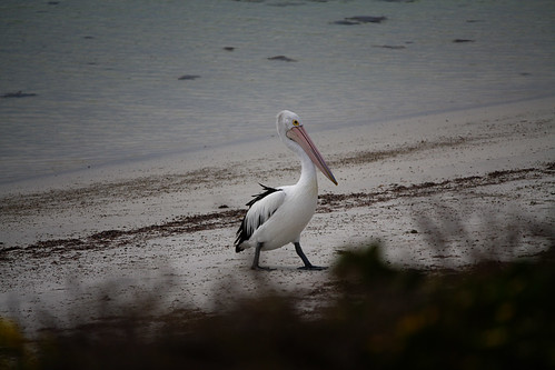 The Pelican came to check us out