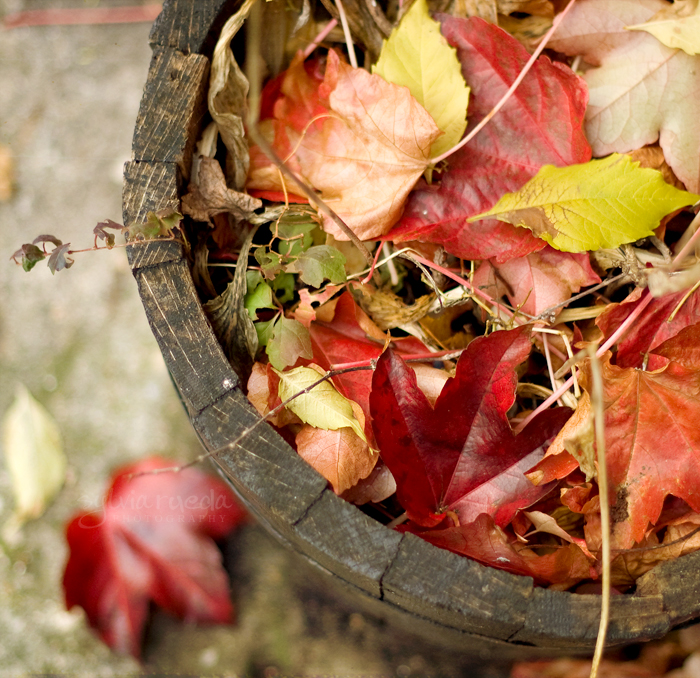 Autumn pot
