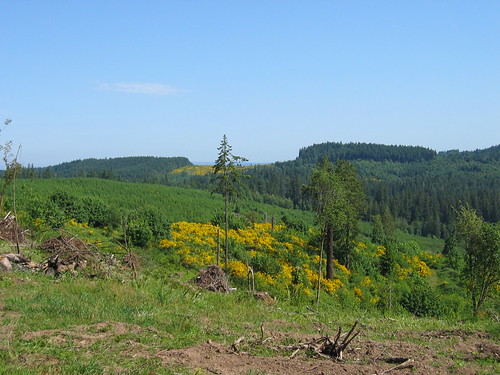 Clearcut filled in with scotch broom on Maple Hill Rd