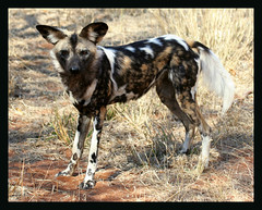 AFRICAN PAINTED DOG....EXTREMELY ENDANGERED WILD DOG