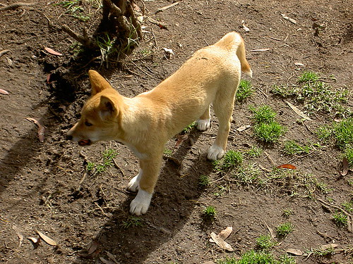 Pictures of dogs - dingo dogs 3