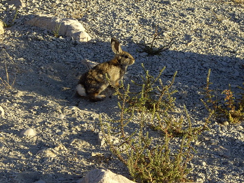 Utah. cottontail. hiker56. rabbit