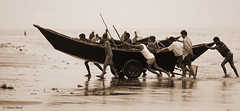 sea life..................... (Kuakata, Bangladesh)