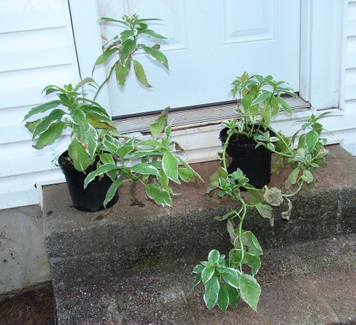 hydrangea macrophylla variegata