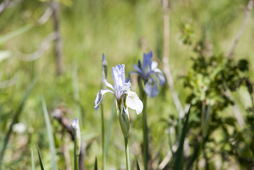 desert mountain flower iris