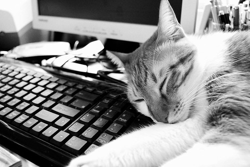 貓在鍵盤上睡著了B&W