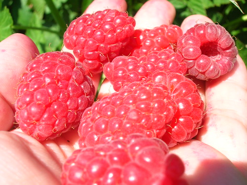 huge raspberries