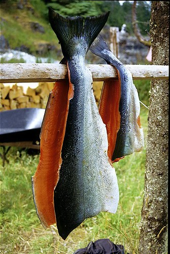 salmon ready for smoking