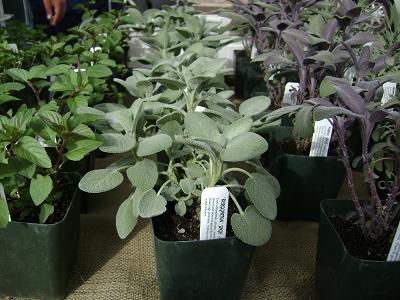 herb plants at the public market