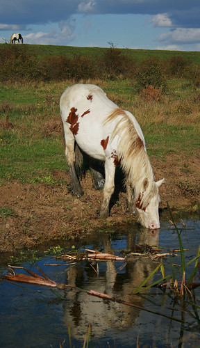 Horse Taking a Break