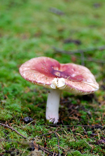 mushroom-0247