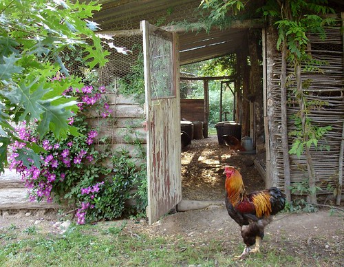 George the Brahma cockerel in front of the chicken shed by hardworkinghippy 