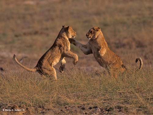 Africn Lions play fighting