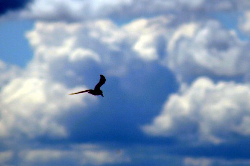 Black Tern Silhouette