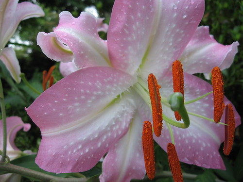 Pink Lily 2