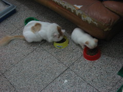 Kitties eating