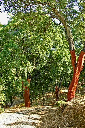 Cork oak trees