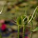 Thistley Plants