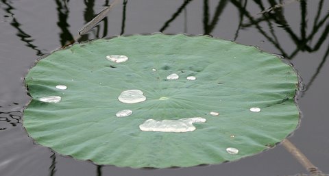 water on a lotus leaf