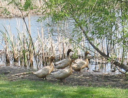 photo Khaki+campbell+ducks