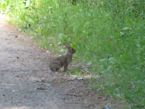 bunny in owsego