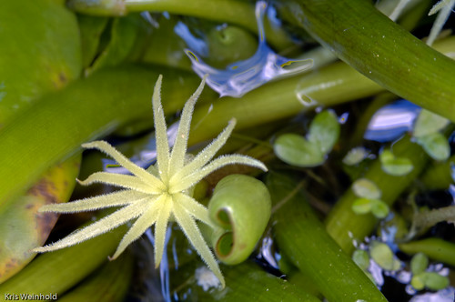 Frogbit Flower (Limnobium laevigatum)
