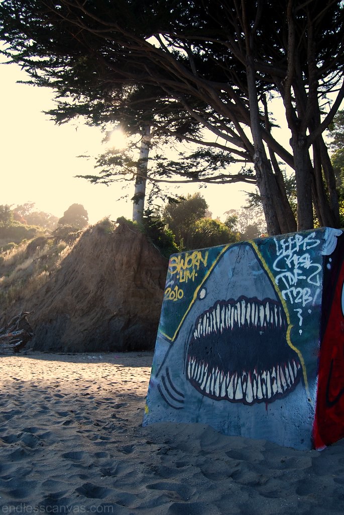 Sworne Graffiti Shark in Bolinas California. 