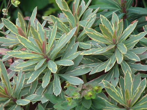 Euphorbia Helenas Blush - photo courtesy Flickr user mediagrrl