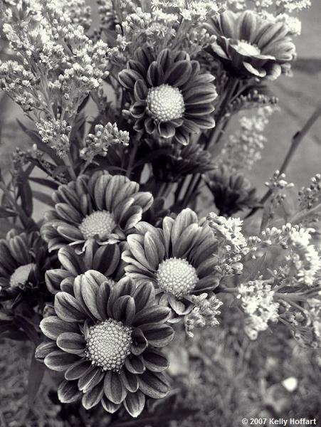 Dahlia and Goldenrod in Monochrome