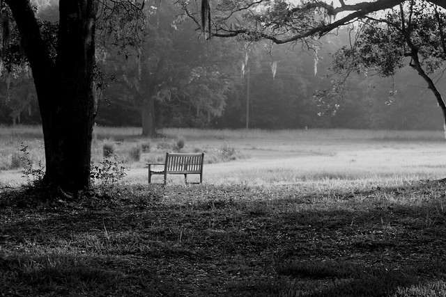 bench and tree