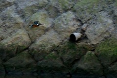 カワセミ / Kingfisher