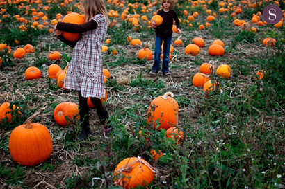 picking pumpkins