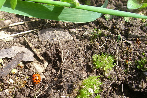 Ladybug in the Garden