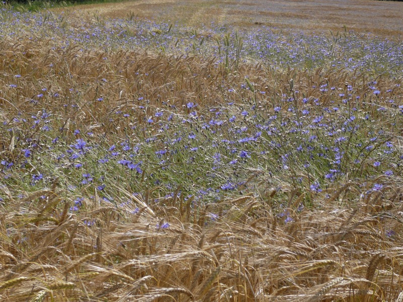 wheat and wildflowers.JPG
