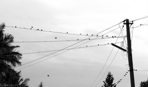 sparrows on the wires ranganathittu