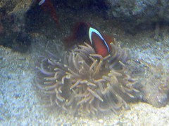 Female tomato clownfish with my new long-tentacled anemone