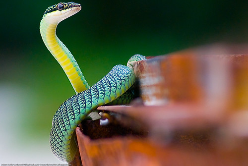 Front view of a green snake on an unused barbecue on Tong Nai Pa