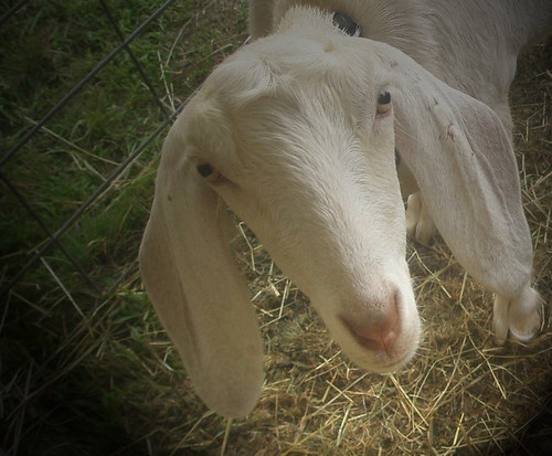 white goat.jpg