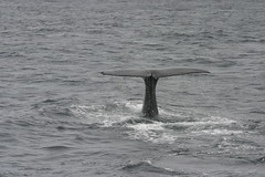 Whale dive
