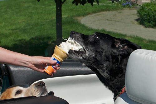 犬にアイスクリームを食べさせること ポプリ トイプードル てつさら日記
