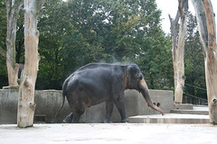 Elefant / elephant