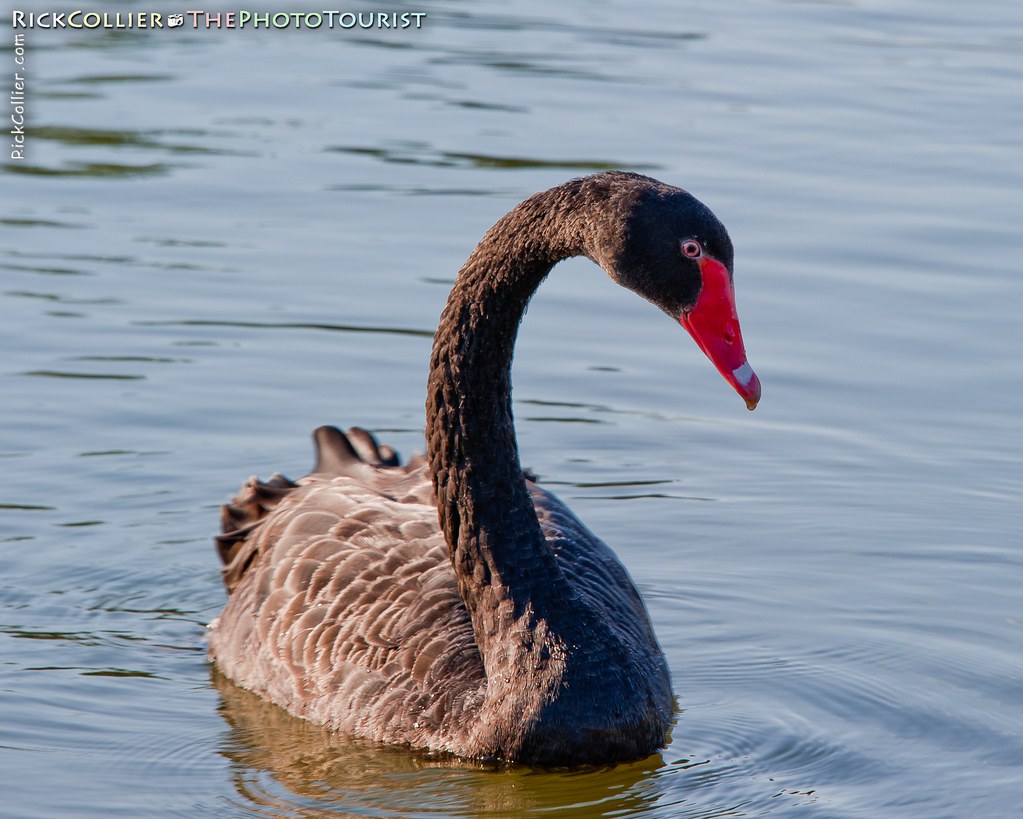 A black swan approaches the photographer, in the lake at Keswick Vineyards, in Keswick, Virginia