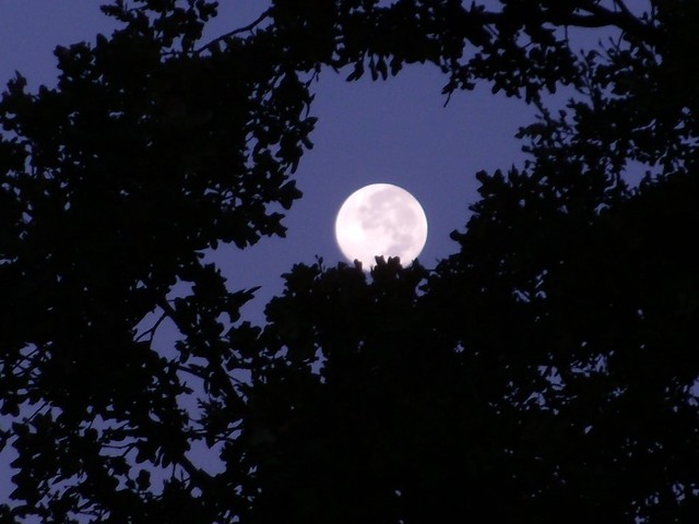 one more moon shot