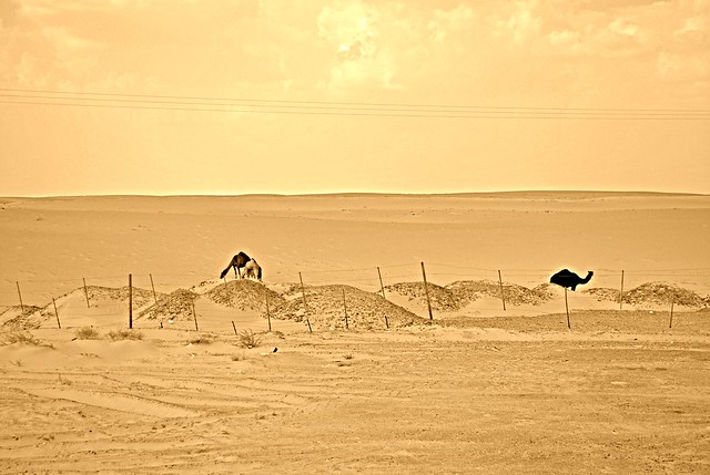 saudi desert camels