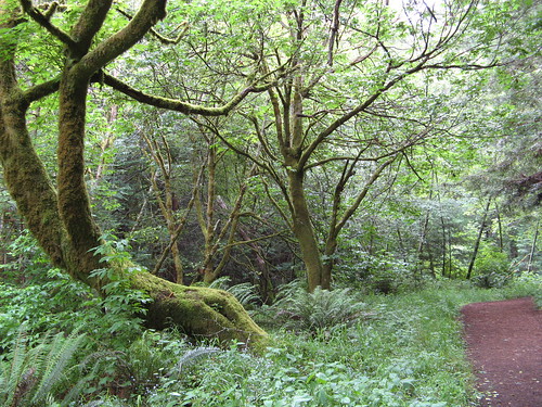 Purisima Creek Trail