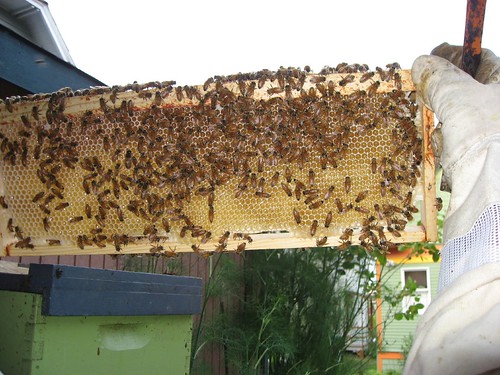 Beekeeping 2341