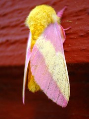 Pastel moth - by natalie boyne