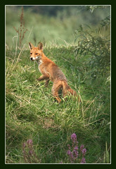 The fox's crossing....