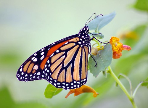 Monarch butterfly...